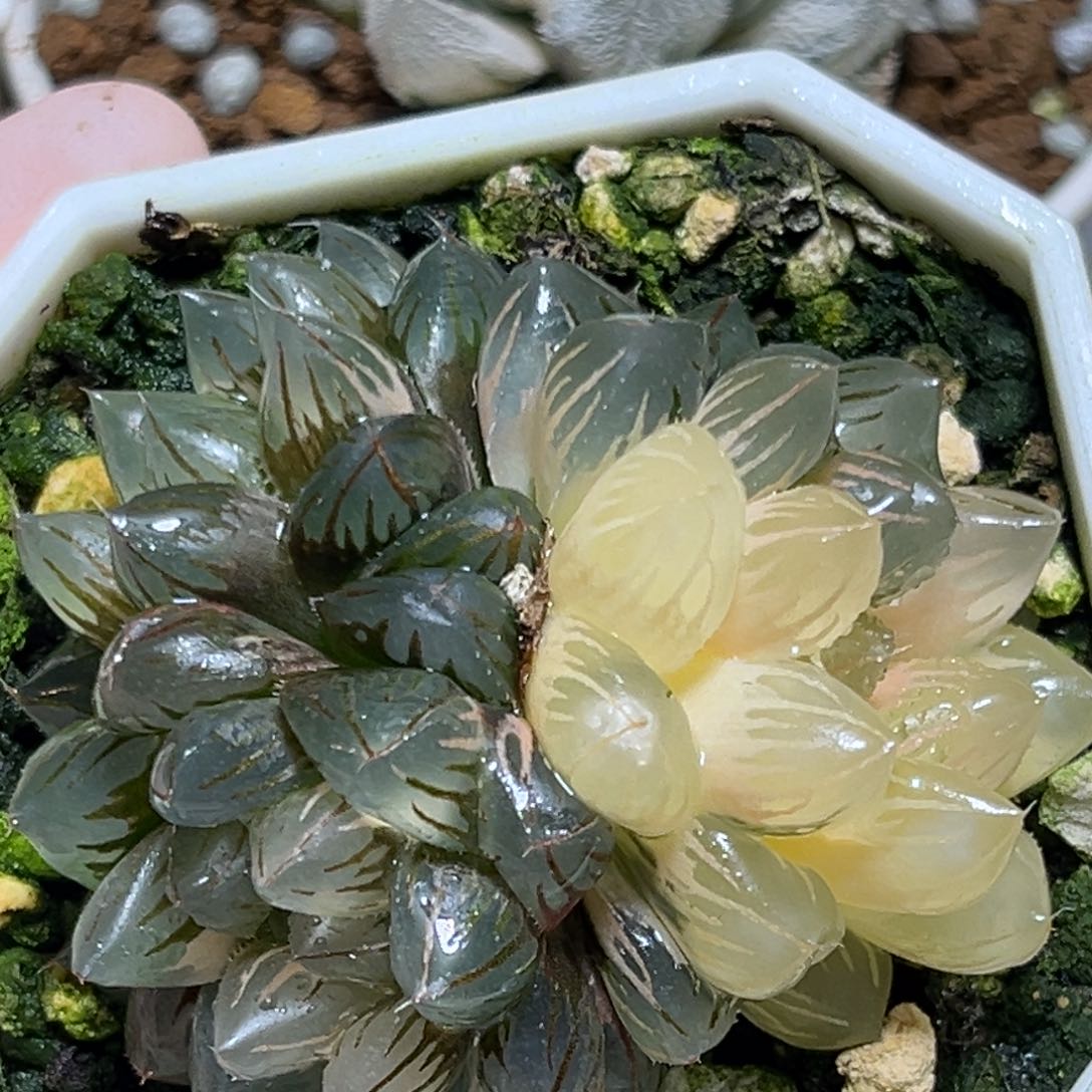 恭喜发财大吉大利0251