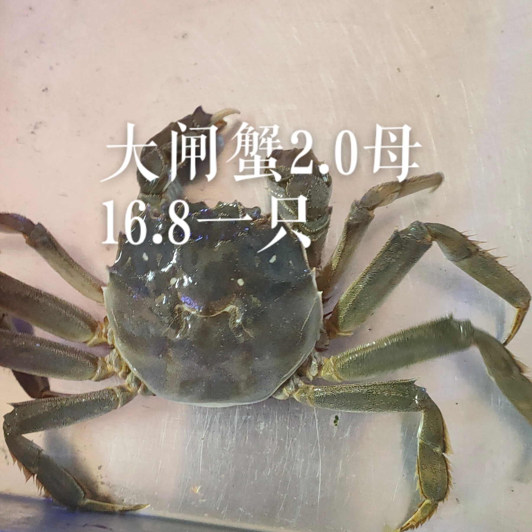 活蟹江苏大2两有黄特别新鲜单只同城配送到家