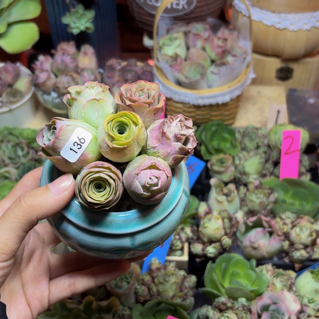 小***杰山地玫瑰多肉植物花卉打包7颗带火山石