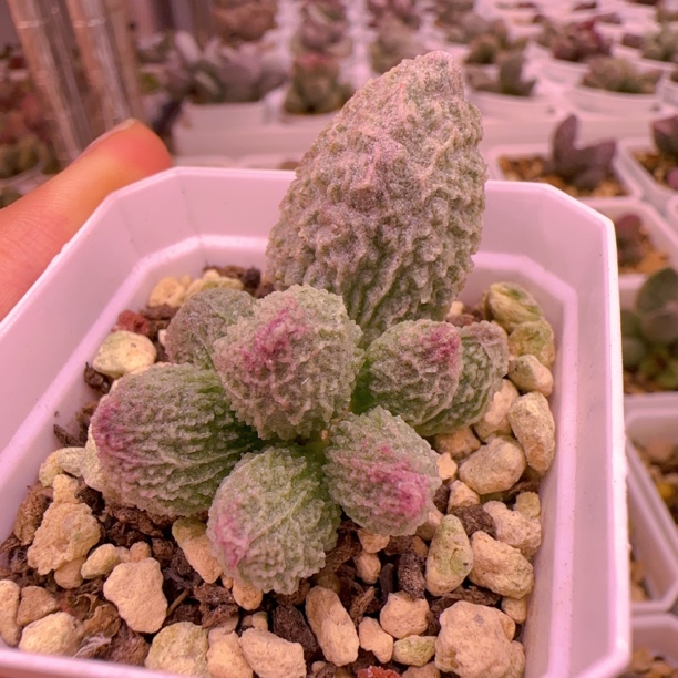 高尔夫叶插苗多肉水泡 一物一拍