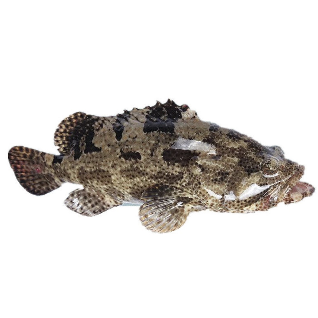 海捕老虎斑 顺丰冷链厦门发货次日达