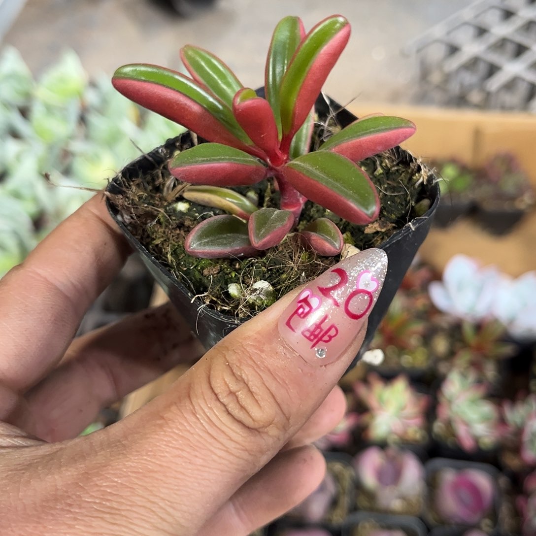 红背椒草单头发货有根