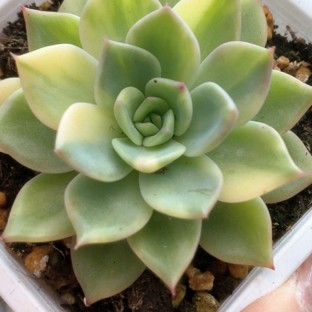 D143红色斯特拉锦锦锦锦