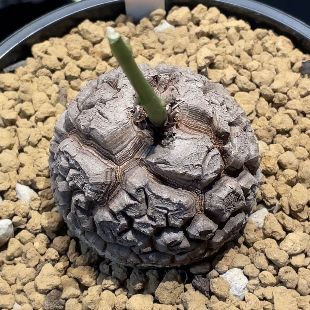 59宽甲深裂纹龟6厘米