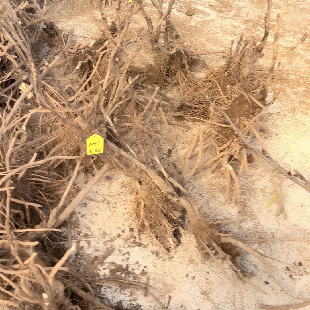 完全开放111111111