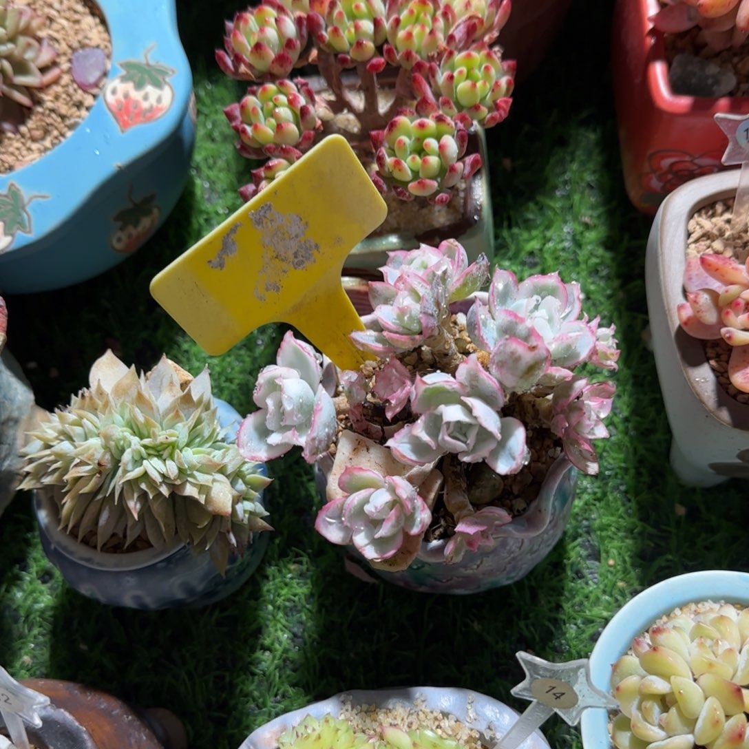 吃***菜多肉植物薄颗粒井求生无