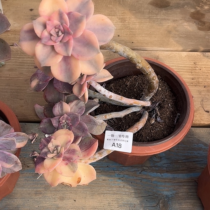 紫乐锦群，一物一拍