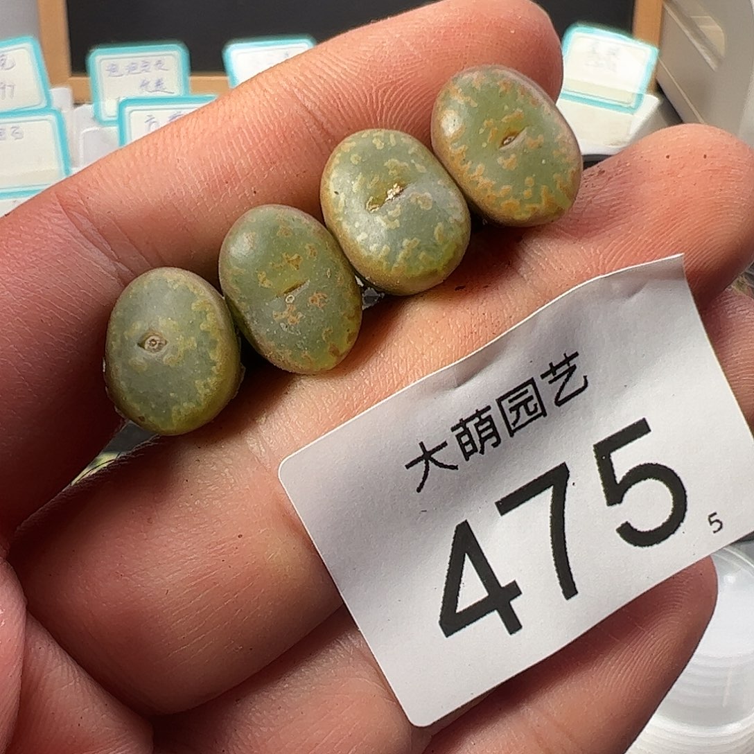 0000475 一物一拍……