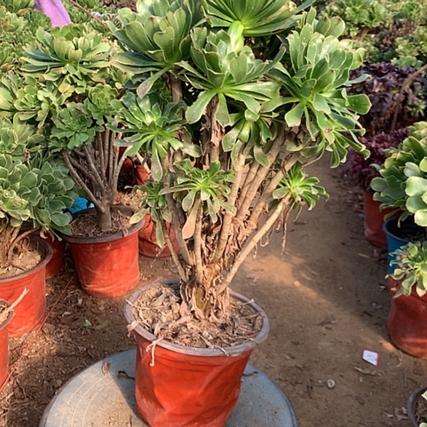 M***m原始绿多肉植物法师19