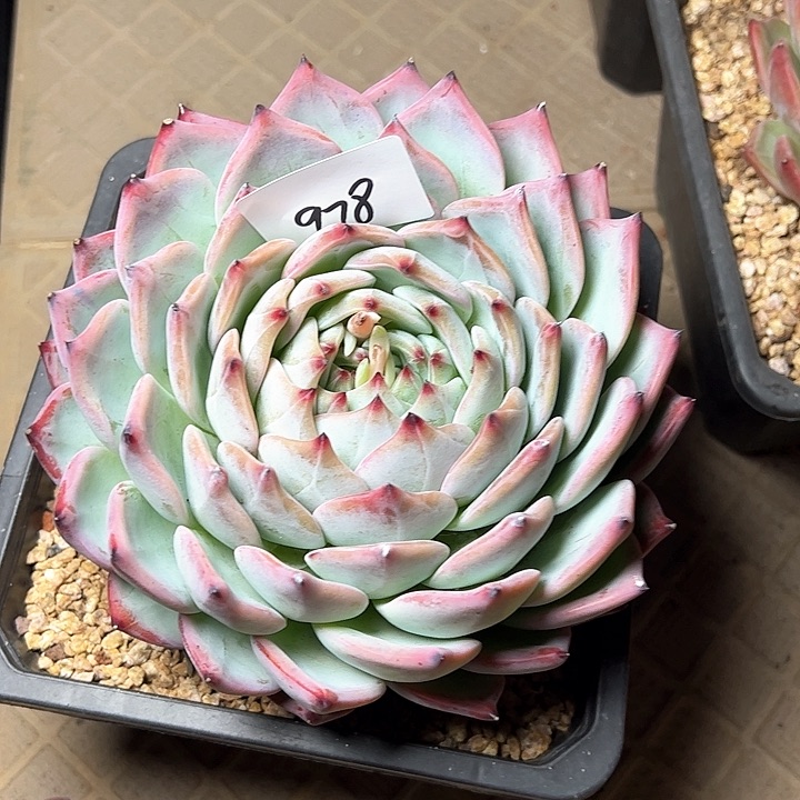 978////////////////
