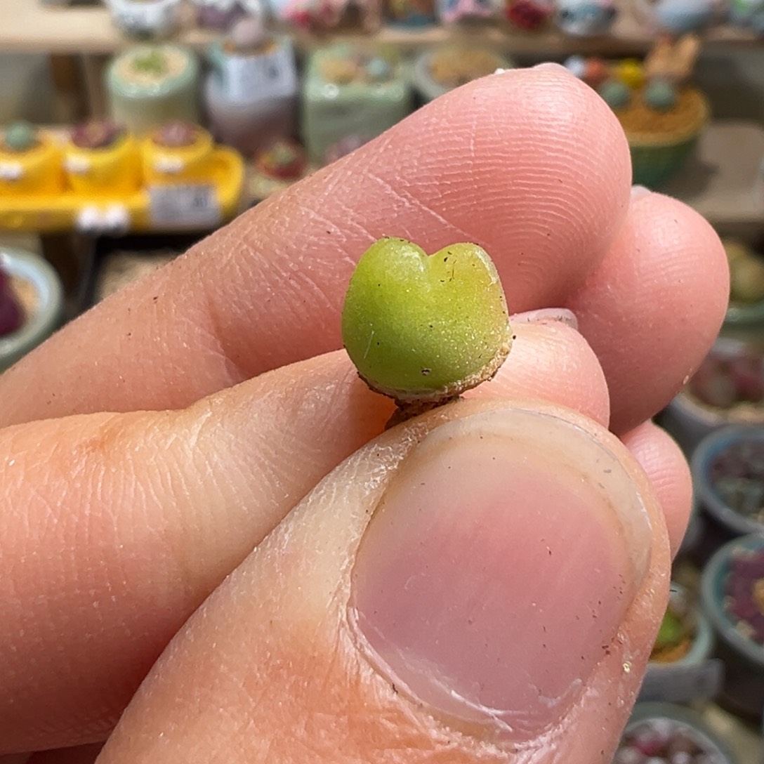 多肉植物70号毛毛