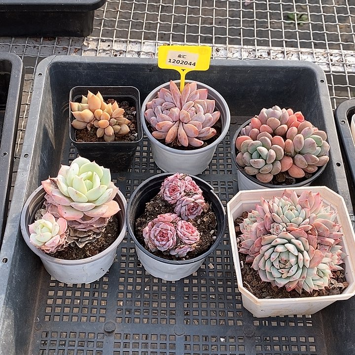 1202044筐拍不售后