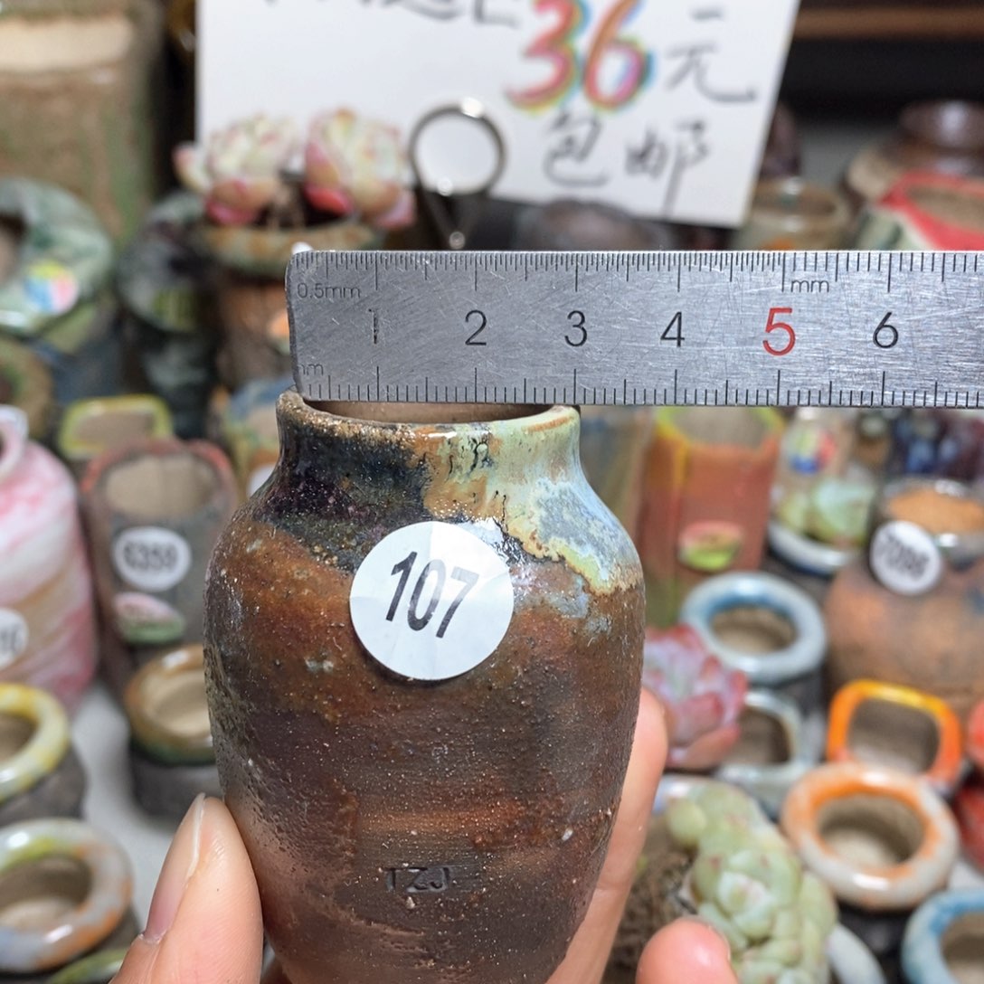 花盆拍5送一个小礼物