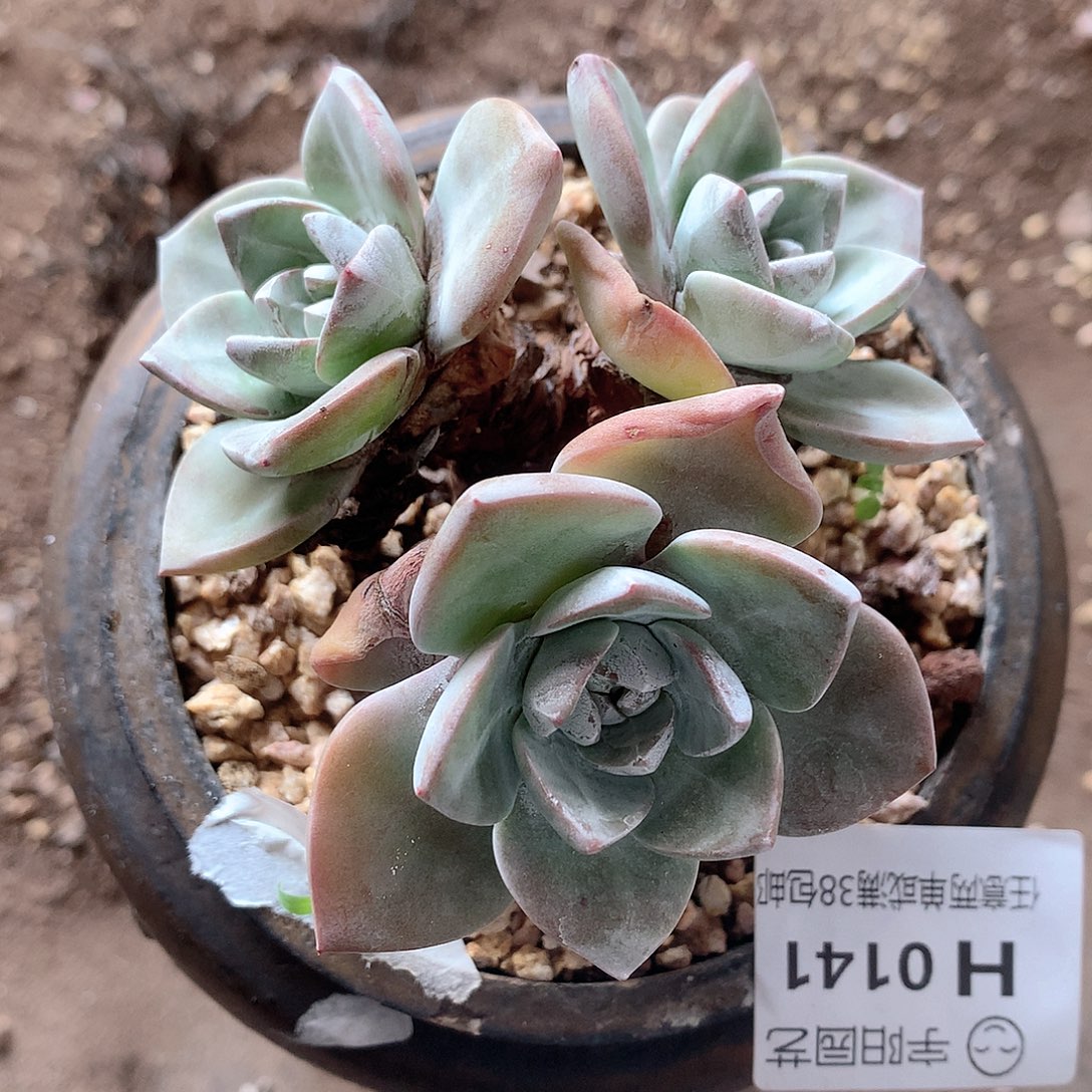 0141泡西弗洛拉仙女杯