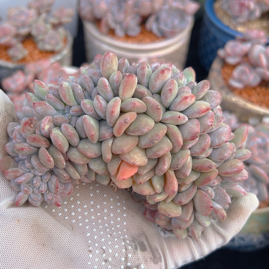 新年快乐 新年快乐