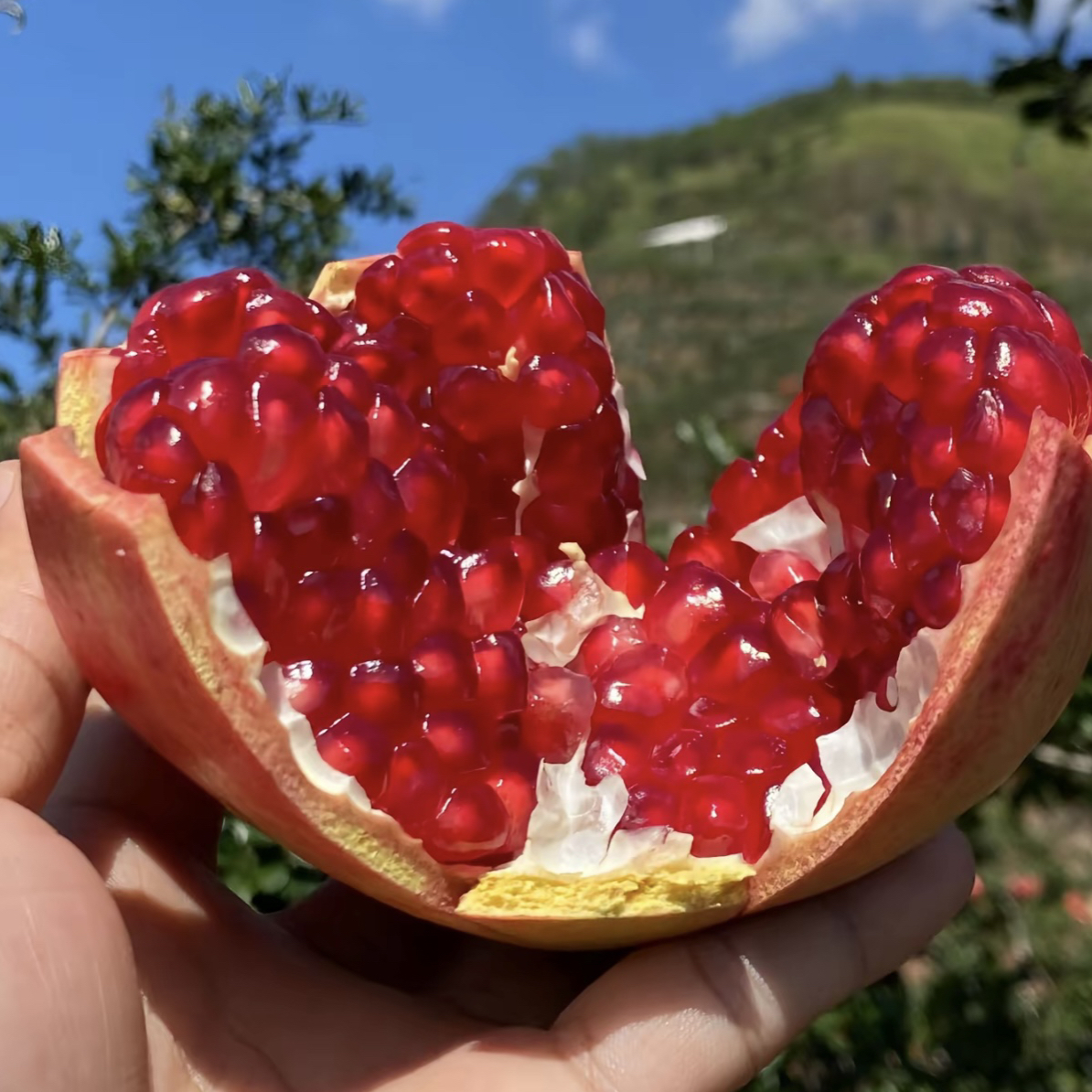 （小明代收）软籽石榴