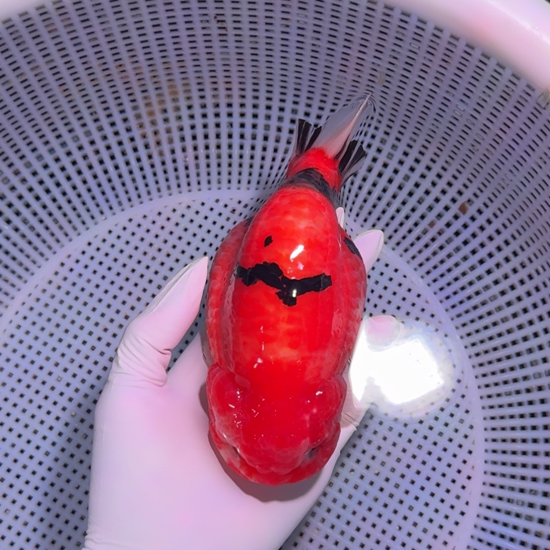 金鱼类不分公母18