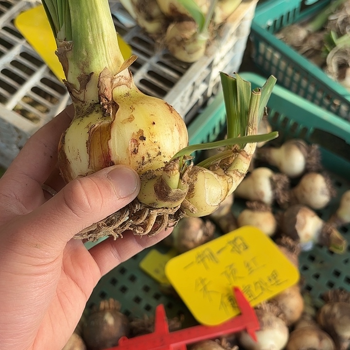 完全开放混乱高端牛花色 重瓣7厘米左右4个侧芽