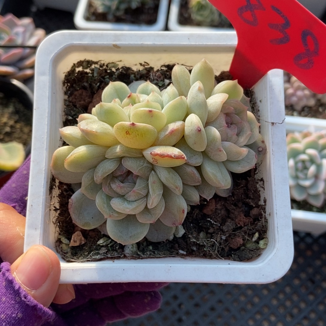 838白恋多肉植物多肉