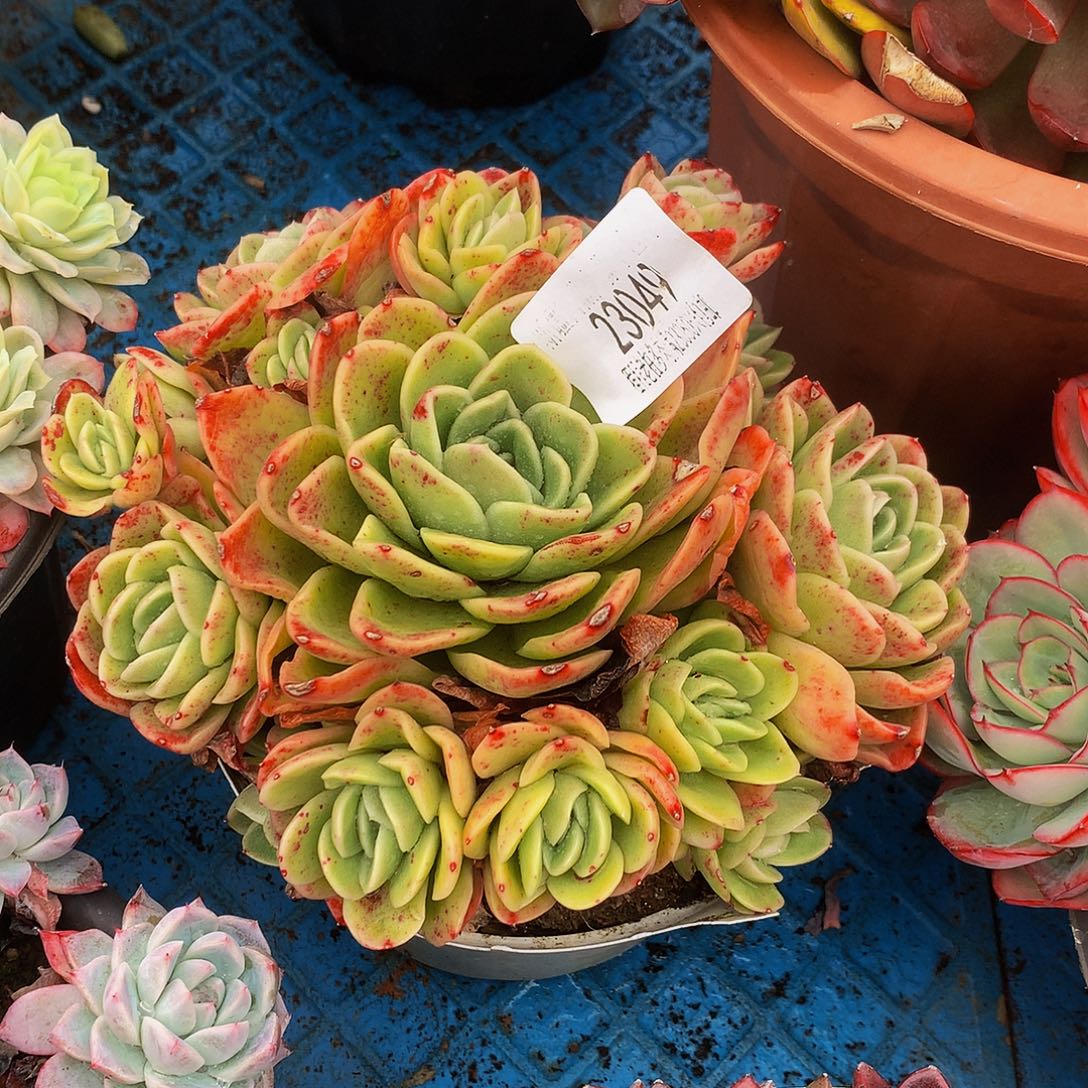 茹***冰玫瑰23049吨肉多肉