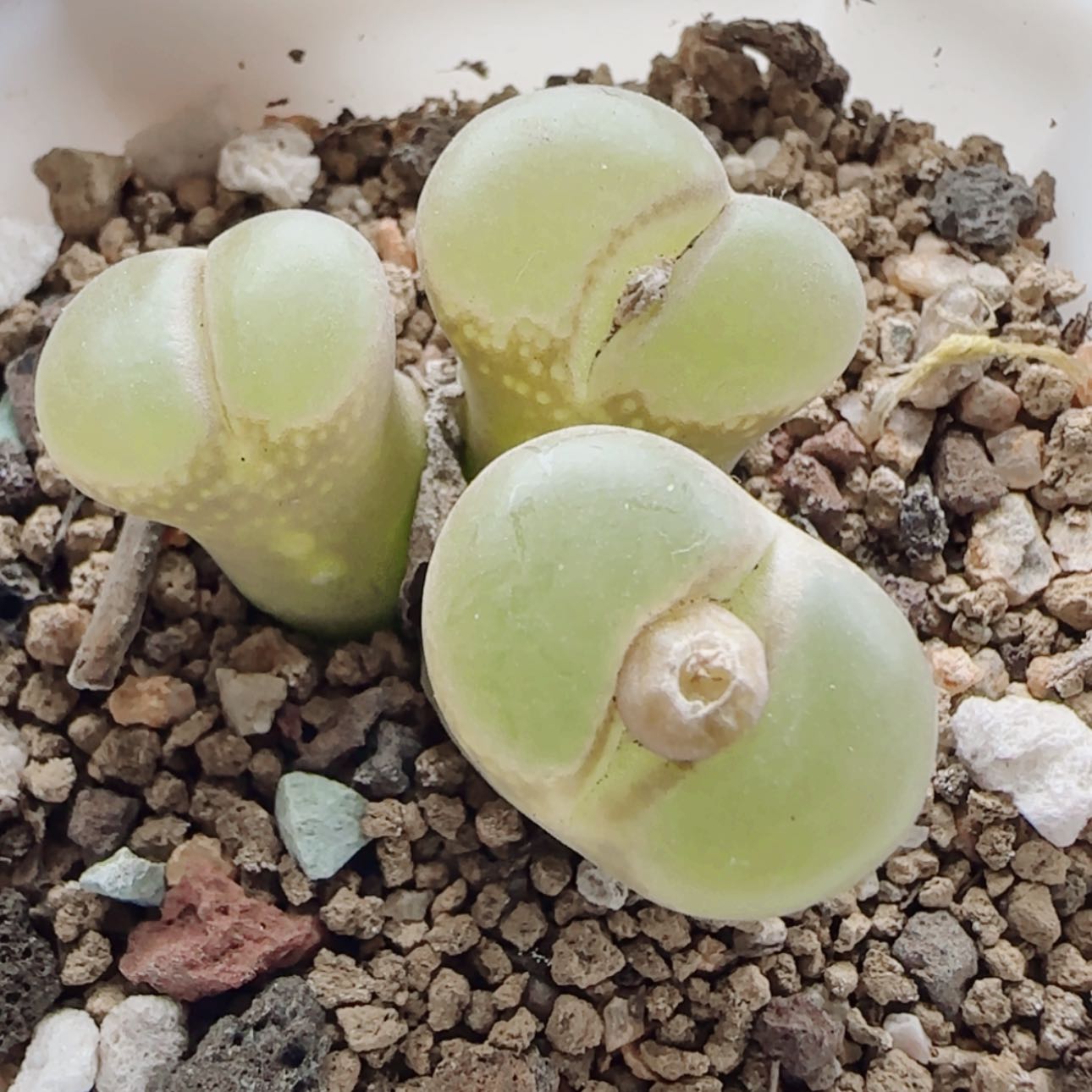 【闪购商品】19892