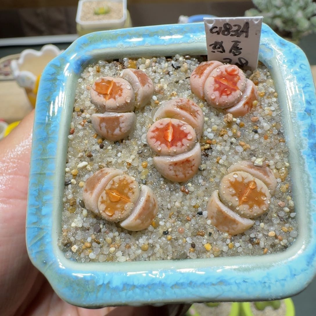 红陶蘑菇774热唇