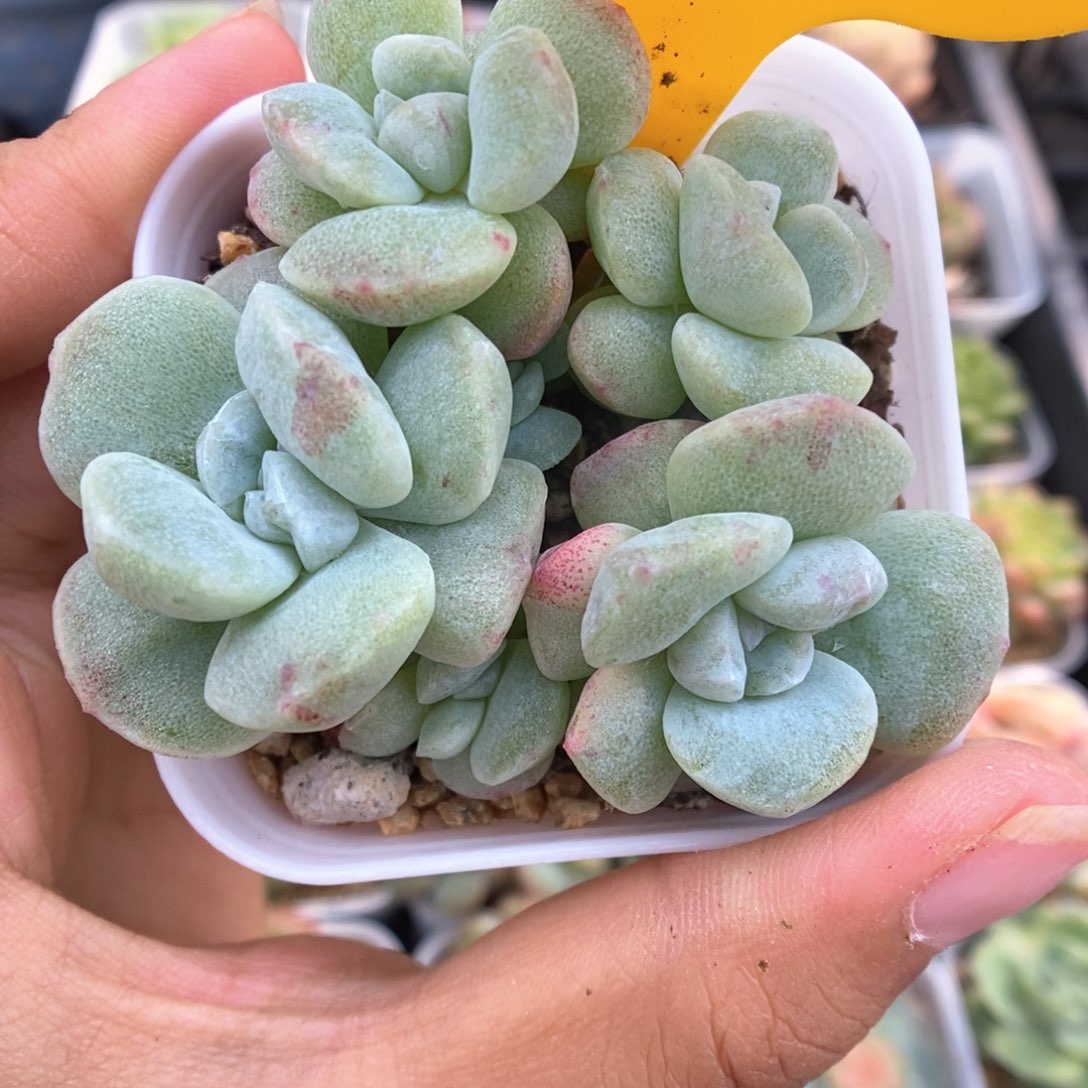 冰玉石化群生1062号