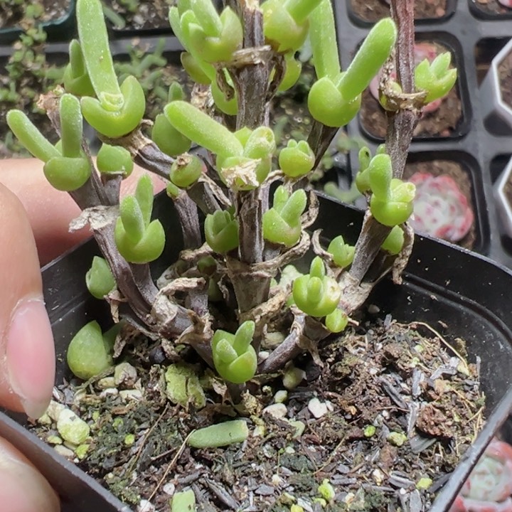 兔子枝干精品多肉植物