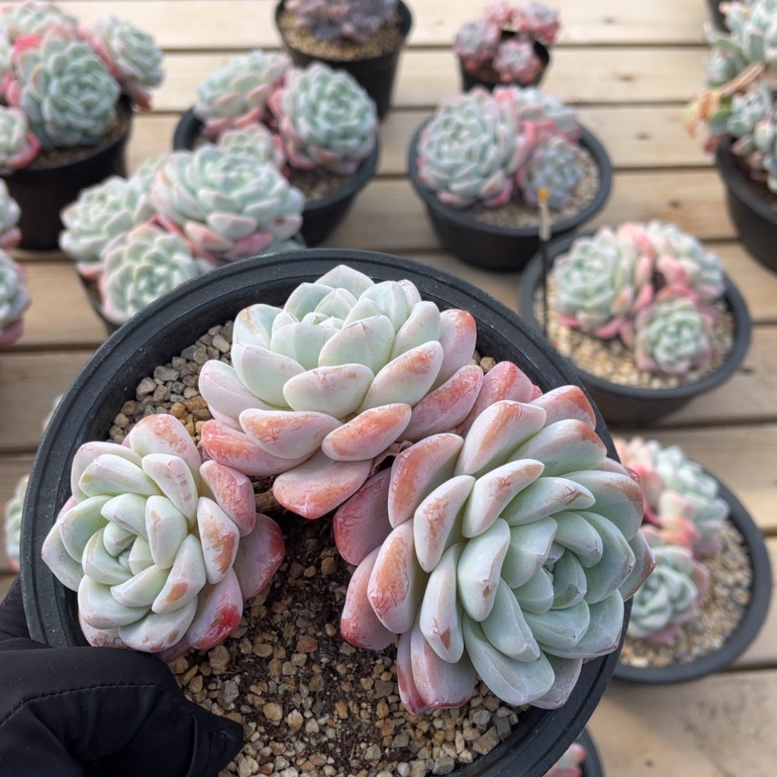 一物一拍满68包邮