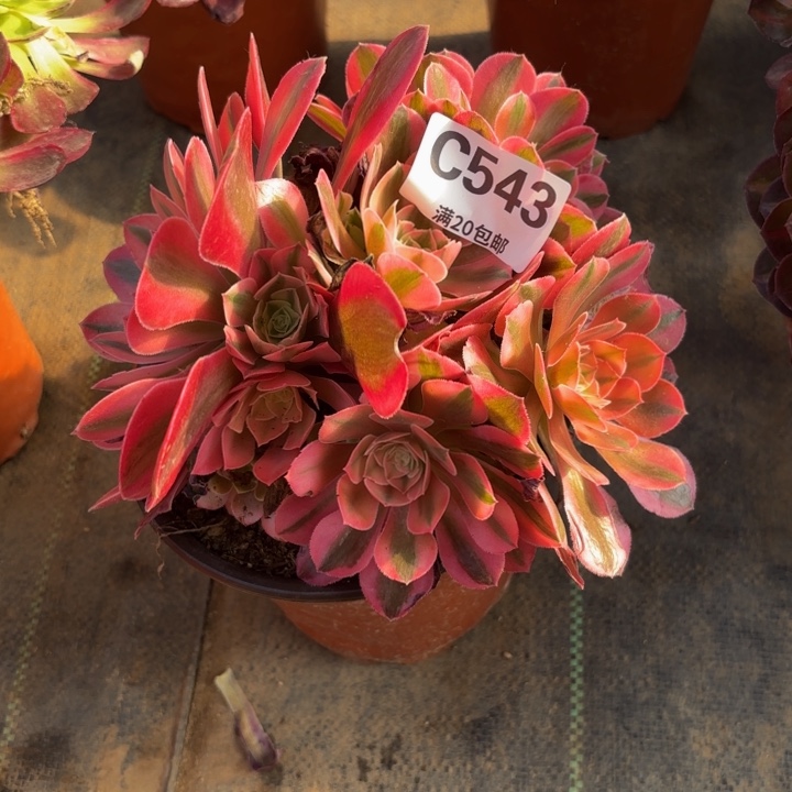 瑞妈多肉植物543香妃