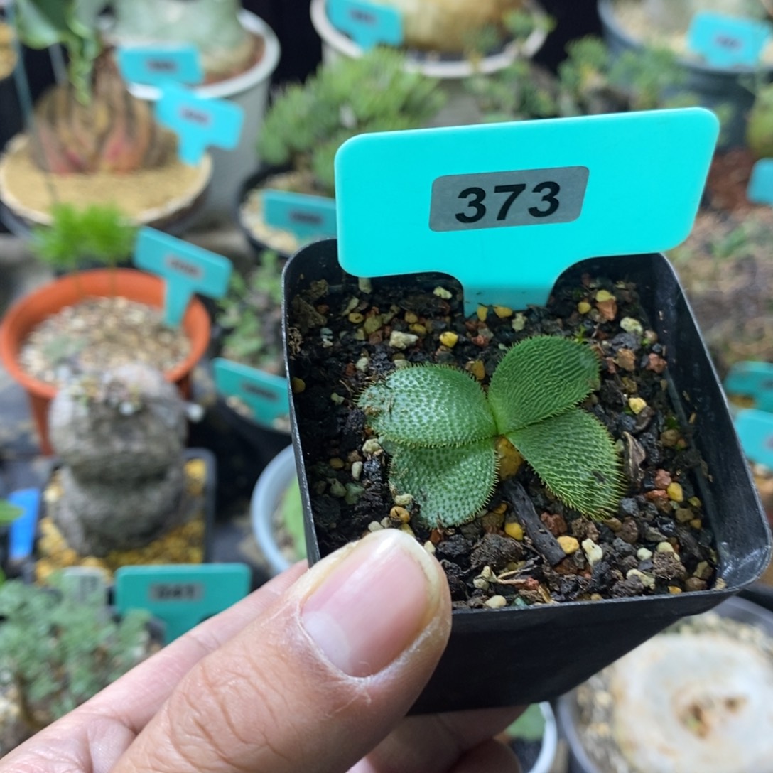 刺叶灯台百合一个