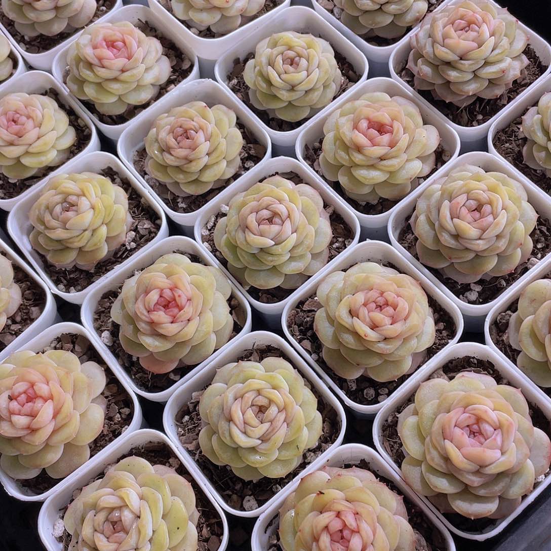 量拍129号 白烁珍妮单头一个