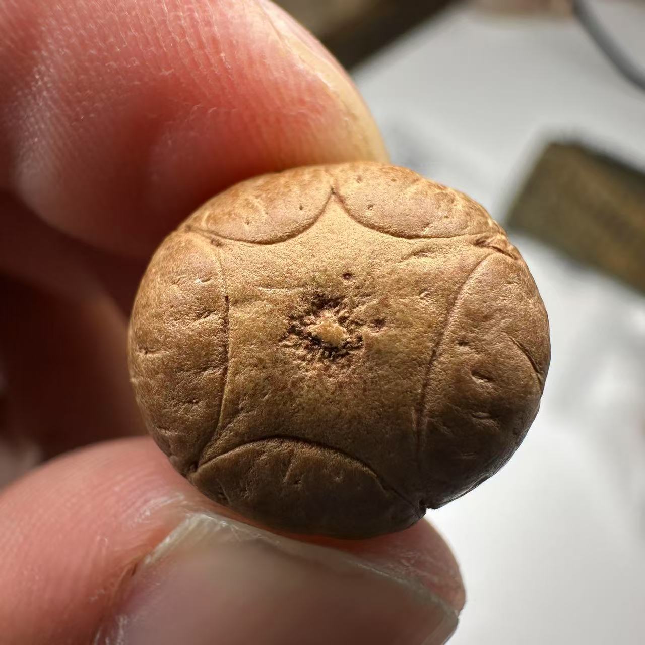 尼泊尔五星菩提，尺寸16，sss系列，货号158