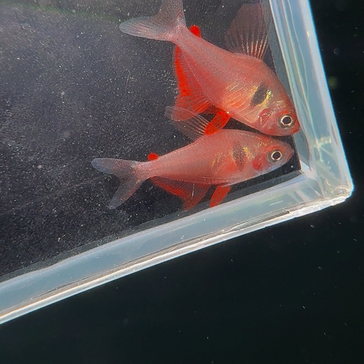 灯科鱼左下缸7号潘旗一对1.5厘米