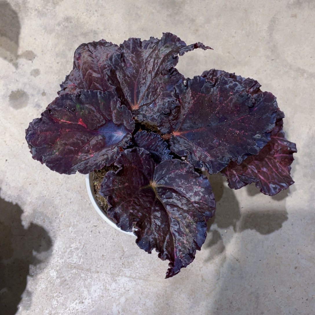 小***生完全开放Knowing秋海棠