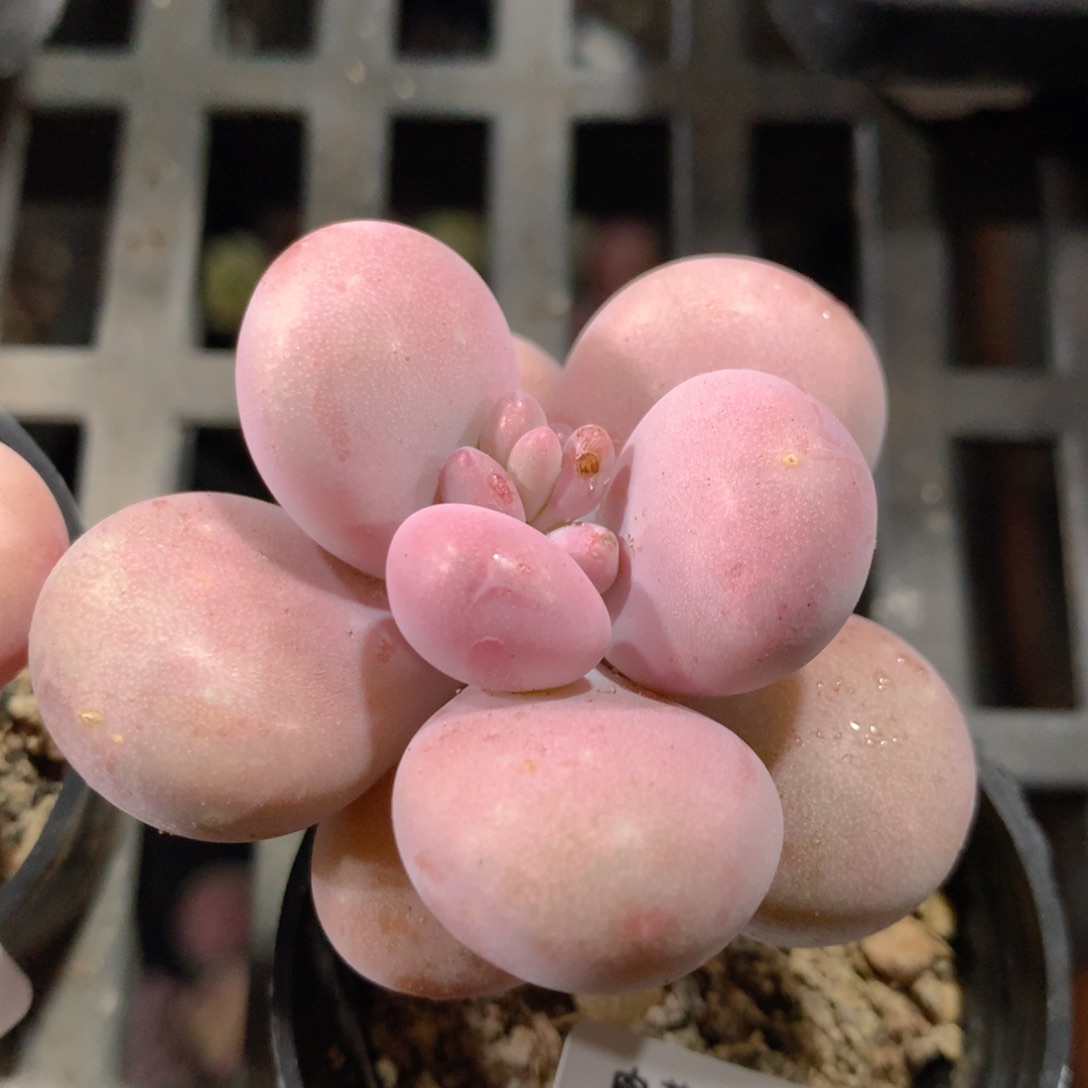 5CM拇指盆精控多肉ZQ869