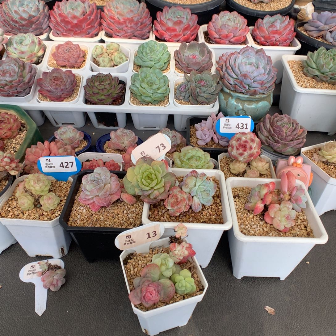 倪***子13 冰玉石化散的一组