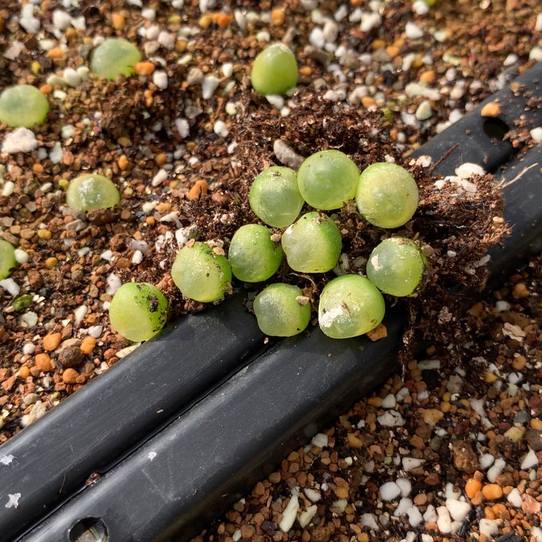 72号大王拉登10颗