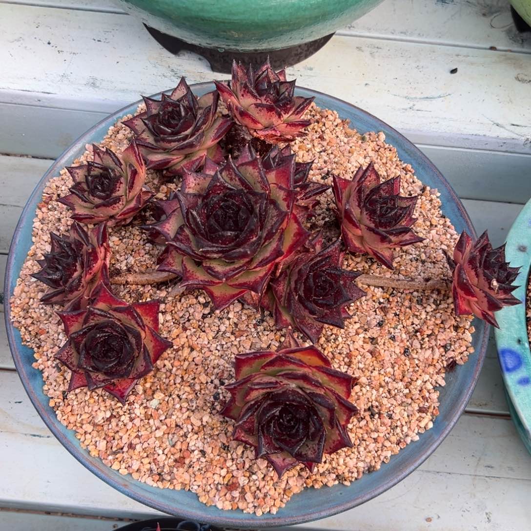 多肉一物一拍0209-1101