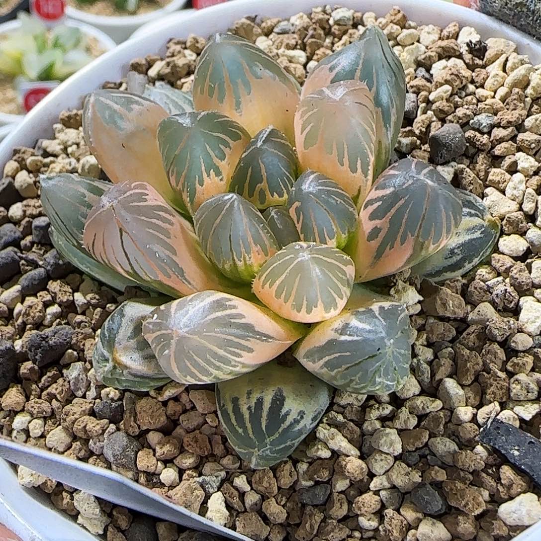 124号糊斑龙爪玉露锦 5.7 厘米左右一物一拍带盆发货