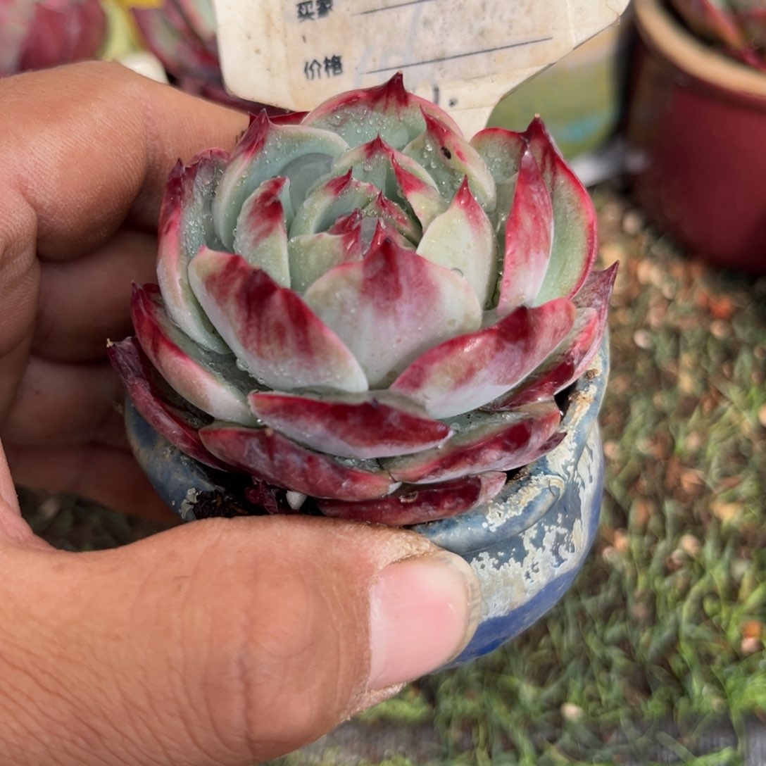 惊鸿一瞥669号楼