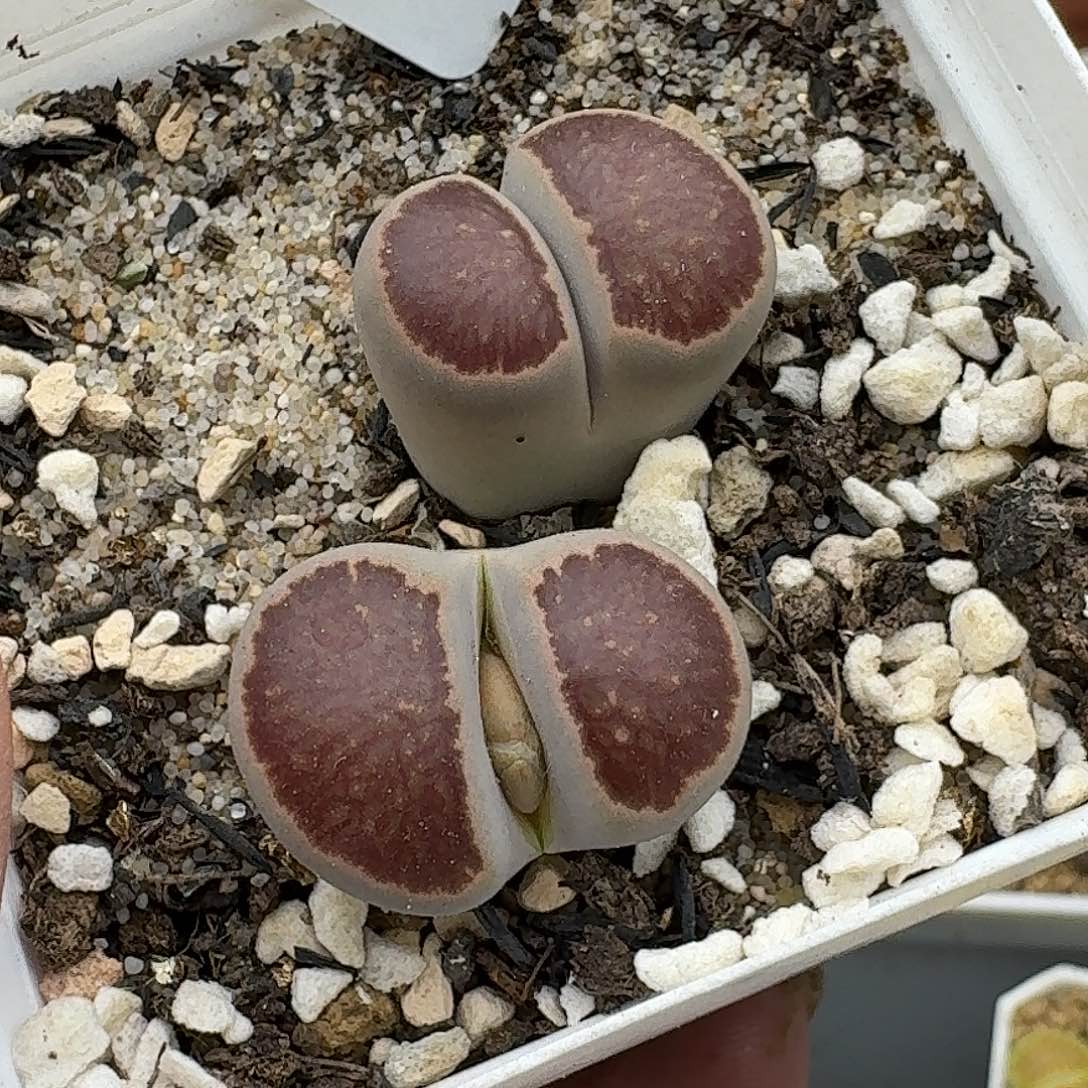 851多肉哈哈哈哈哈哈哈