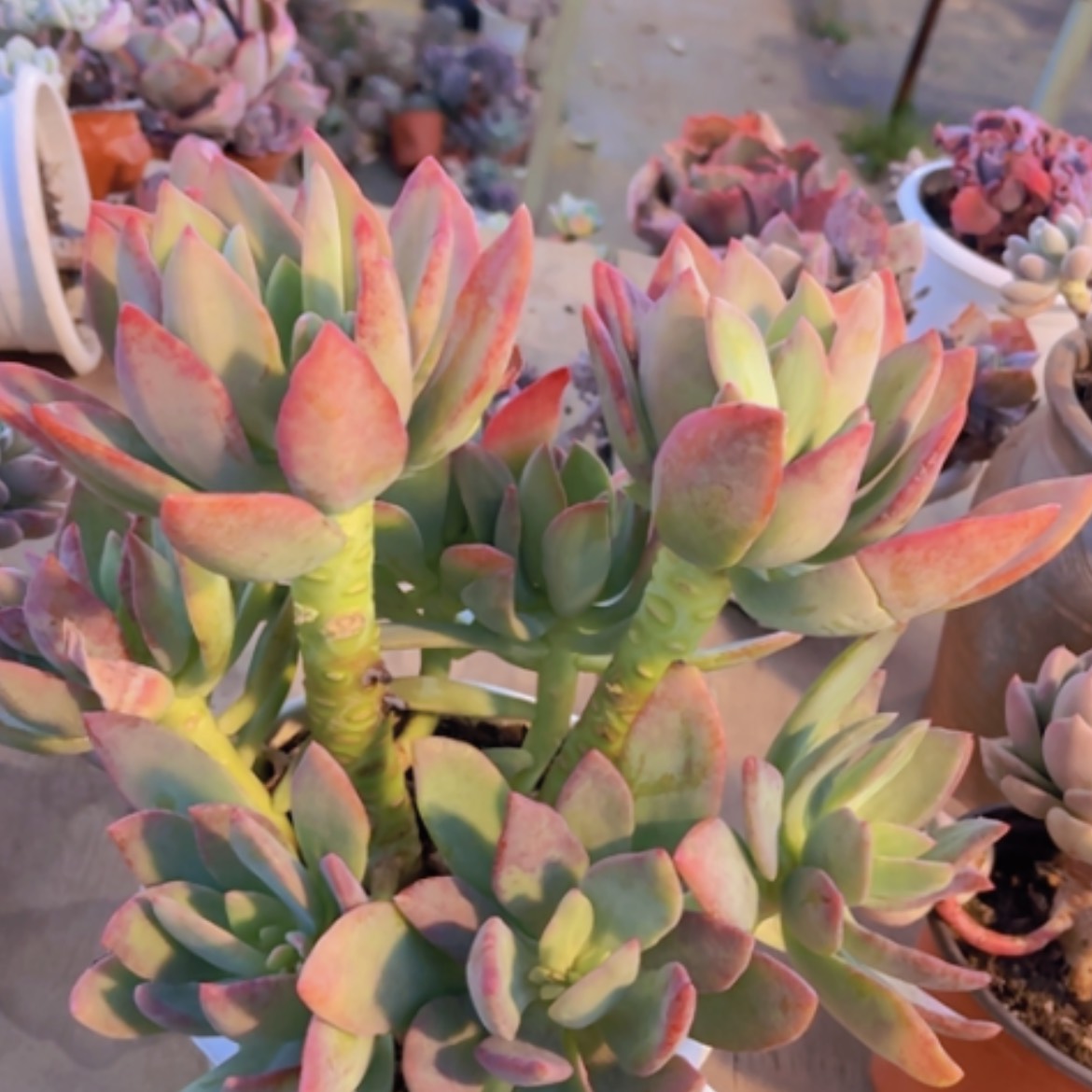 【闪购商品】芒果美人25308