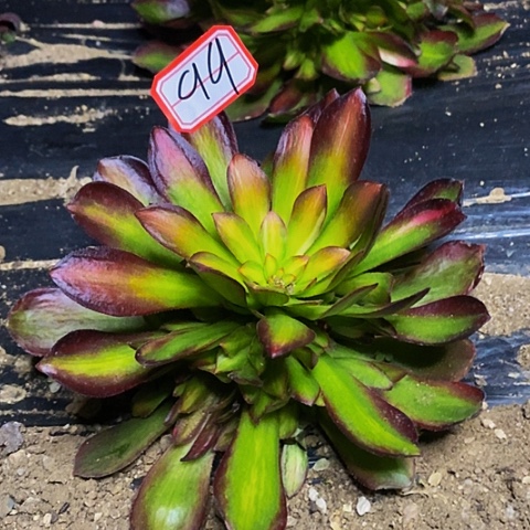 韶秀中斑七彩捧花