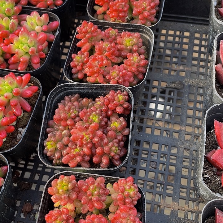 红浆果带盆土发货