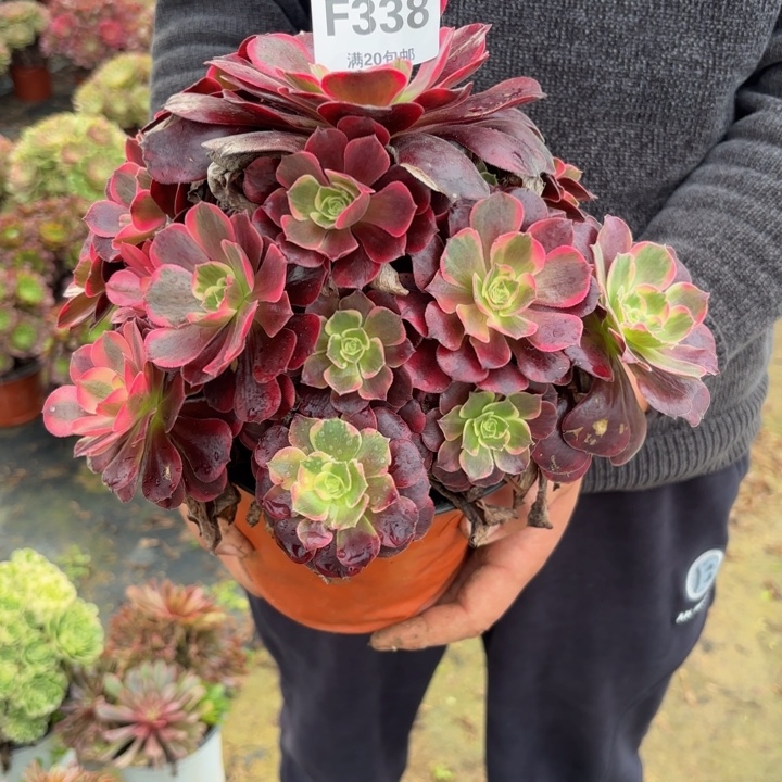 瑞妈，。。。。。338美杜莎