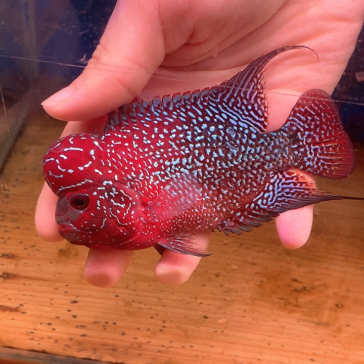 晕***陀罗汉鱼福利8888888888888