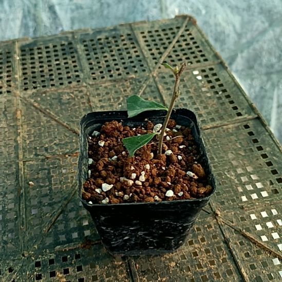 一***川无花朵龙游天下加森之妖精