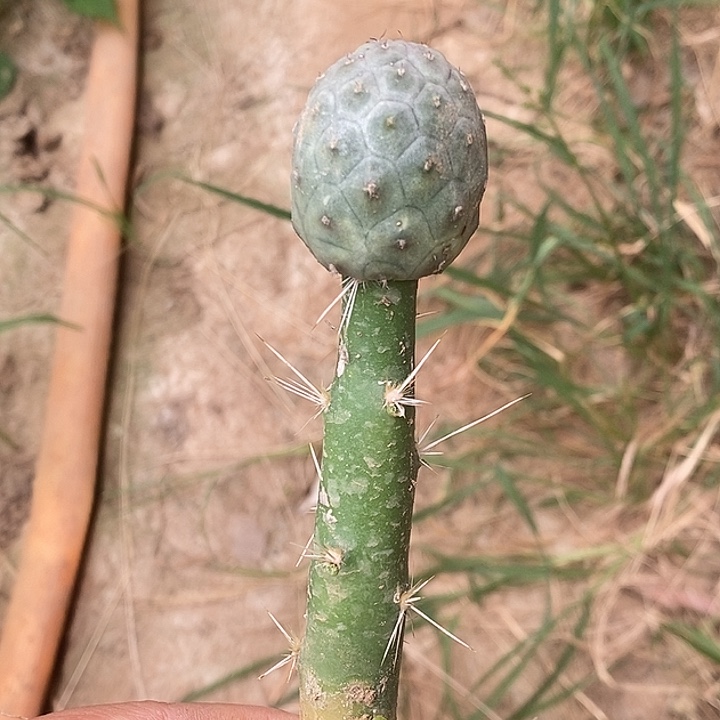 大青叶嫁接单透矮桩习