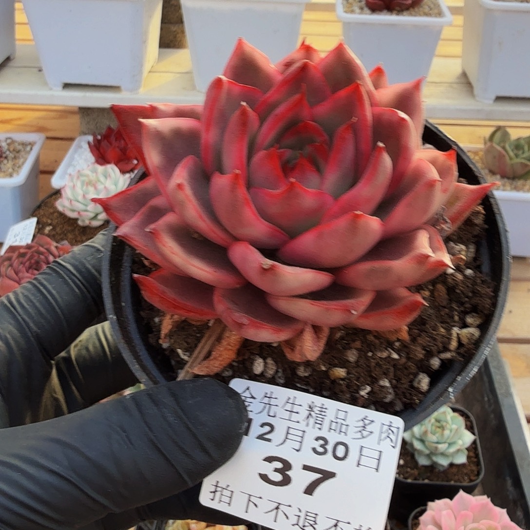 1230-37漂亮玛丽亚锦